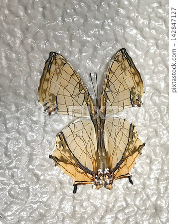 The beautiful wings of the Ishigake butterfly, with their map-like reticulated pattern. The beautiful wings of the Ishigake butterfly, with their map-like reticulated pattern. 142847127