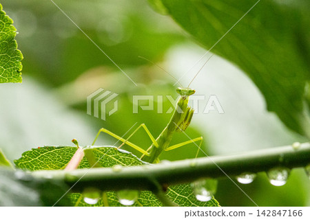 A praying mantis standing among rain-soaked leaves A praying mantis standing among rain-soaked leaves 142847166