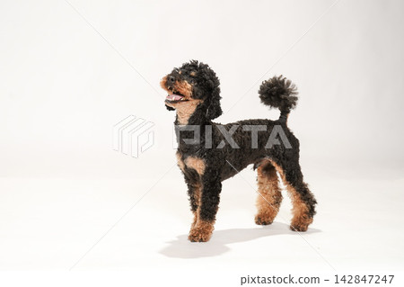 A black and tan toy poodle receiving a treat from its owner's hand. A black and tan toy poodle receiving a treat from its owner's hand. 142847247