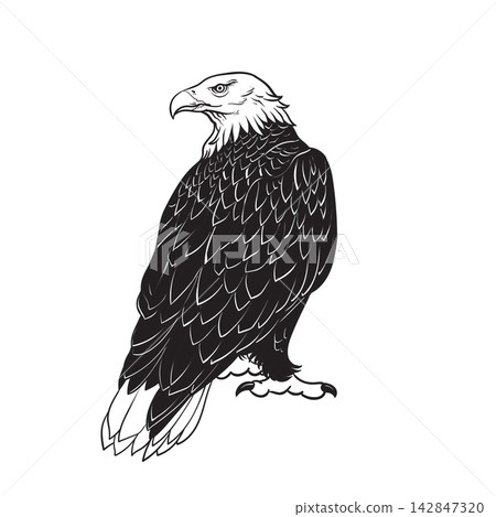 Bald Eagle Line Art Bald Eagle Line Art 142847320