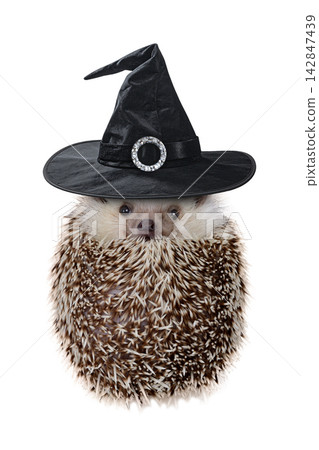 Funny hedgehog wearing black witch hat sitting like a ball. Funny hedgehog wearing black witch hat sitting like a ball. 142847439