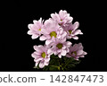 spray 142847473