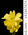 Spray mum 142847474
