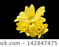 Spray mum 142847475