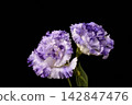 Turkish bellflower 142847476