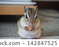 A chipmunk gnawing on a prune pit. 142847525