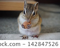 A chipmunk gnawing on a prune pit. 142847526