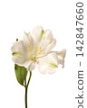 Astromeria 142847660
