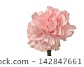 Carnation 142847661