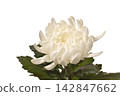 Chic 142847662