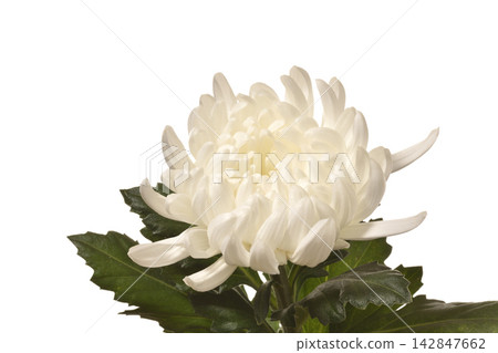 菊花 142847662