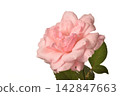 rose	 142847663