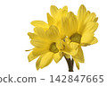 Spray mum 142847665
