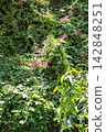 A textured background featuring green vines with pink bougainvillea in bloom. 142848251