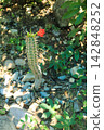 A cactus with tiny red flowers on a pebble 142848252