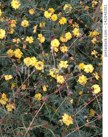 Yellow cosmos Yellow cosmos 142848301