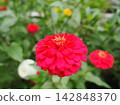Close-up of a red zinnia 142848370