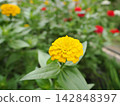 Yellow zinnia flowers blooming in the flowerbed 142848397