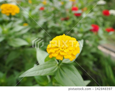 Yellow zinnia flowers blooming in the flowerbed Yellow zinnia flowers blooming in the flowerbed 142848397