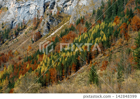 Autumn forest covers a rocky mountain slope in the Austrian Alps. Concept of nature, autumn, wilderness, landscape, tourism, hiking and rural scenery. 142848399