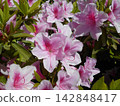 Pink azalea in full bloom 142848417