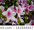 Pink azalea flowers 142848447