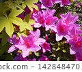 Deep pink azalea flowers 142848470