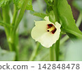 Okra flowers blooming in a home garden 142848478