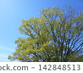 Blue sky and large trees with fresh green leaves 142848513