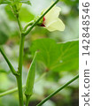 Okra's Flower and Fruit 142848546