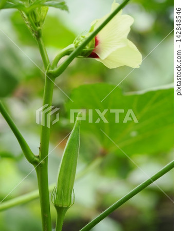 秋葵的花和果實 秋葵的花和果實 142848546