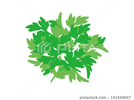 香菜插圖 142848607
