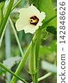 Okra flowers and fruits in the vegetable garden 142848626