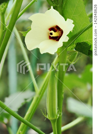 菜園裡的秋葵花果 菜園裡的秋葵花果 142848626