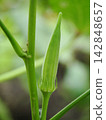 Okra grown in the home garden 142848657