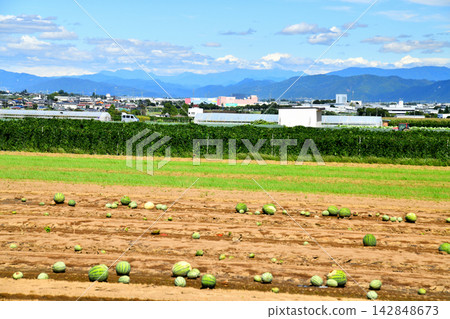 從長野縣山形村的山藥田望向 I-City 21（長野縣山形村）[2026.9] 142848673