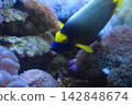 A side view of beautiful blue and yellow tropical fish swimming gracefully in the aquarium. 142848674