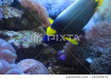 側面視角,美麗的藍黃色熱帶魚在水族箱中優雅地遊動。 側面視角,美麗的藍黃色熱帶魚在水族箱中優雅地遊動。 142848674
