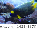 A close-up of an angelfish swimming in a coral reef tank. 142848675