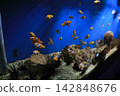 A tropical fish scene: clownfish and sea urchins swimming in a school in a blue tank. 142848676