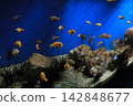 A school of adorable clownfish swimming in the blue sea above coral reefs and sea urchins. 142848677