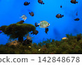 Silver damselfish swimming in the blue water of the aquarium, and the underwater scenery of seaweed. 142848678