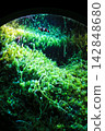 Cute little fish swimming among lush green seaweed and sea grapes - underwater texture 142848680