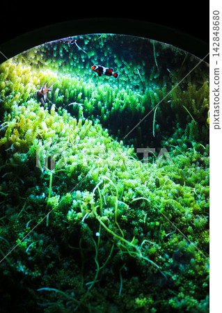 Cute little fish swimming among lush green seaweed and sea grapes - underwater texture Cute little fish swimming among lush green seaweed and sea grapes - underwater texture 142848680