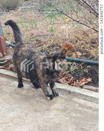 Full length shot of a tortoiseshell cat with black and ginger fur standing outdoors on a concrete pathway, looking directly at the camera in a backyard or garden setting during autumn. Full length shot of a tortoiseshell cat with black and ginger fur standing outdoors on a concrete pathway, looking directly at the camera in a backyard or garden setting during autumn. 142848757