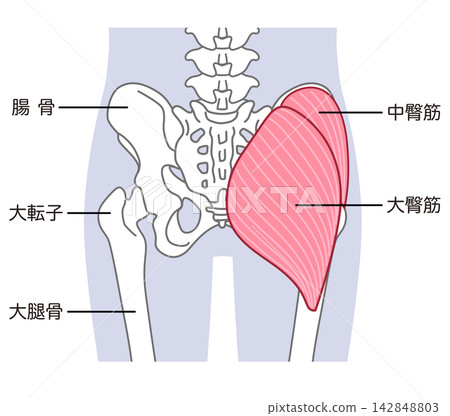臀大肌和臀中肌;骨盆周圍的骨骼;髖關節 臀大肌和臀中肌;骨盆周圍的骨骼;髖關節 142848803