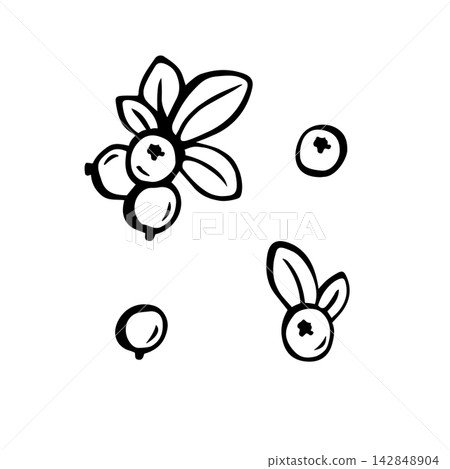 Cranberry with leaves. Isolated vector EPS. Line art hand drawn illustration set in black ink. Outline sketch lingonberry. Simple drawing of cowberry. Wild berries for coloring page, harvest design. Cranberry with leaves. Isolated vector EPS. Line art hand drawn illustration set in black ink. Outline sketch lingonberry. Simple drawing of cowberry. Wild berries for coloring page, harvest design. 142848904