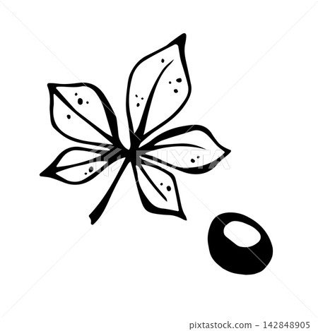 Chestnut leaf and its fruit. Isolated vector EPS objects. Graphic illustration hand drawn in black ink. Cottagecore, doodle. Outline sketch for coloring, cozy autumn vibes and fall print. Line art. Chestnut leaf and its fruit. Isolated vector EPS objects. Graphic illustration hand drawn in black ink. Cottagecore, doodle. Outline sketch for coloring, cozy autumn vibes and fall print. Line art. 142848905