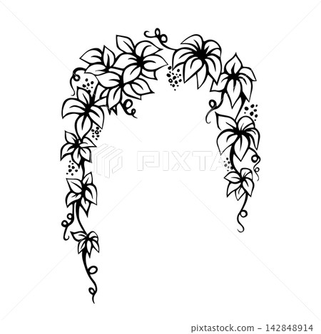 Virginia creeper vine. Parthenocissus quinquefolia. Isolated vector EPS. Graphic illustration hand drawn in black ink. Cottagecore. Outline sketch climbing plant for vertical gardening. Line art. Virginia creeper vine. Parthenocissus quinquefolia. Isolated vector EPS. Graphic illustration hand drawn in black ink. Cottagecore. Outline sketch climbing plant for vertical gardening. Line art. 142848914