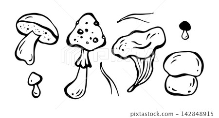 Chanterelle, fly agaric, boletus edulis, pine needles. Mushrooms set. Isolated vector EPS. Line art hand drawn illustration in black ink. Cottagecore. Outline sketch for autumn decor, fall design. Chanterelle, fly agaric, boletus edulis, pine needles. Mushrooms set. Isolated vector EPS. Line art hand drawn illustration in black ink. Cottagecore. Outline sketch for autumn decor, fall design. 142848915